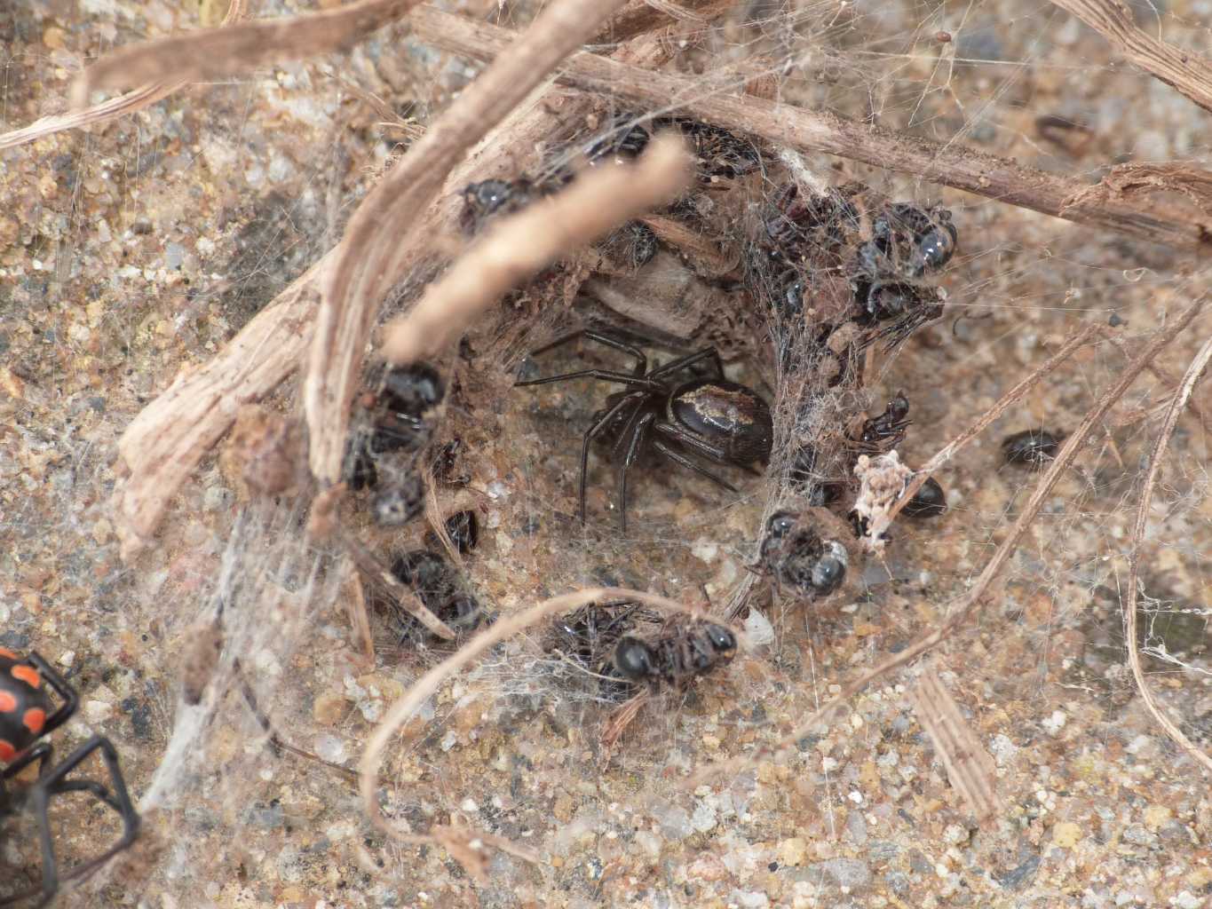 Strana coppia: Latrodectus e S.nobilis - Santa Severa (RM)